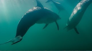 Dolphins Fight Off Shark  BBC Earth [upl. by Kwasi]