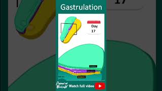 Week 3 of embryonic development  1 min dev bio [upl. by Nodnalb]