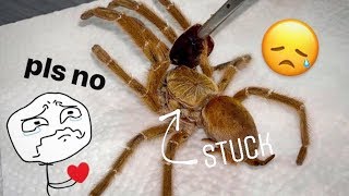 Ms Lord Have Mercy is dead   Tarantula molting GONE HORRIBLY WRONG [upl. by Cristian421]