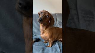 Mini dachshund’s reset button [upl. by Aicilana]