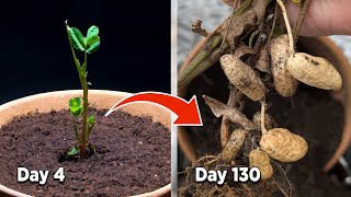 Growing Peanuts in a Container  timelapse [upl. by Notgnimer]