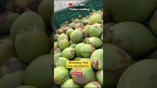 Loose Coconut Business Idea Green Coconut Wholesale Market shortscoconutcoconutwatercoconutmall [upl. by Aicnatsnoc]