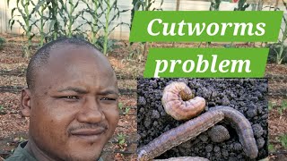 Cutworms Stuntamp Uneven growth Cover crops lessons [upl. by Conlee]