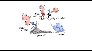 Chronic Inflammation  Pathogen Killing  Phagocytosis Lecture 2 [upl. by Ylellan]