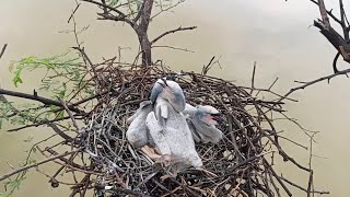 Why are the four children of Anhinga fighting and killing each other😱🥺BirdsLife03 anhinga birds [upl. by Arva289]