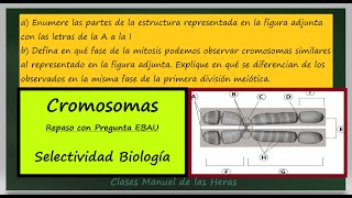 Partes de un Cromosoma Metafásico y Diferencia Mitosis y Meiosis Pregunta Selectividad Biología [upl. by Eisenhart668]