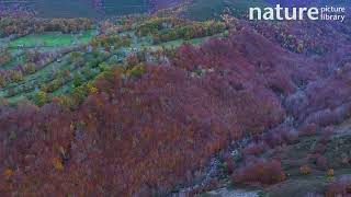 Aerial shot of Meadows pasiego cabins river and deciduous forest Spain November [upl. by Roose44]