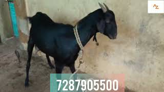 Desi bakri Available at Jeedimetla subash nagar [upl. by Dahlia]