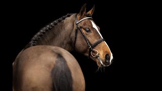 VALENTINO BOY 2018 Stallion Approved BWP SWB [upl. by Griffis]