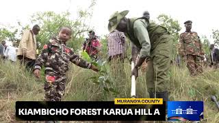 National Tree Planting Kiambicho Forest Karua Hill A Muranga County [upl. by Marguerie]