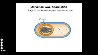 Endospore Formation [upl. by Caren]