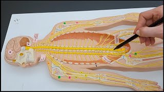 Spinal Nerves Plexuses and the Peripheral Nerves  Rapid Review  Made Easy [upl. by Nivlek921]