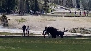 Charging Bull Bison Attacks Tourist [upl. by Ecnesse167]