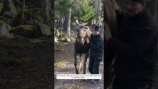 This family rescued a baby moose stuck between two rocks and then animalshorts shortvideo [upl. by Alletse994]