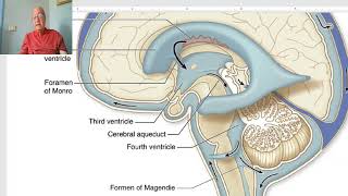 Anatomy of CNS Module in Arabic 2024 CSF by Dr Wahdan [upl. by Eetnwahs401]