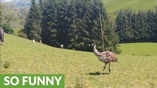 Who knew emus were such playful animals [upl. by Erual858]