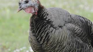 Spring Turkey Season  Texas Parks and Wildlife [upl. by Marron217]