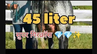 super  gircross for sucessfull dairy farm  girlando breed cow ajmer [upl. by Hecker]