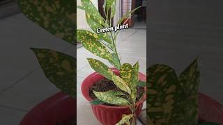 Croton plant ytshorts shortvideo terrace loving plant saritas Garden Creativity [upl. by Fidelas]