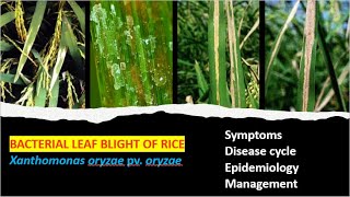 Bacterial Blight of Rice Cause Symptoms Cycle and Management Approaches [upl. by Leelaj149]