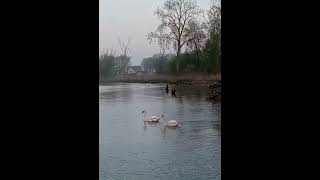 Swans Leading Their Cygnets from Marsh to Lake St Clair [upl. by Andromada]