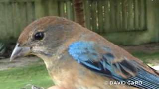 Indigo Bunting Azulillo Norteño Passerina cyanea [upl. by Branscum]