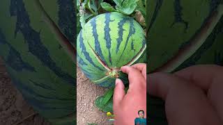 farmlife agricoltura farming satisfying agriculture agro agricultural food cooking diy [upl. by Slerahc]