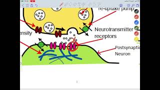 Pharmacology CNS Lec1 part1 [upl. by Melisent472]