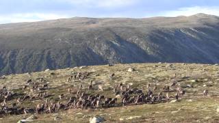 Reinsjakt Hardangervidda 2014 [upl. by Nosdivad363]