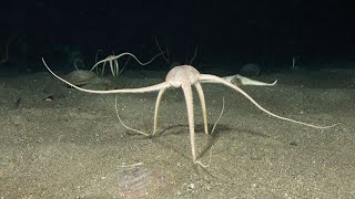 Brittle Stars  Fascinating facts about the unusual echinoderm that flees from light [upl. by Lacym810]