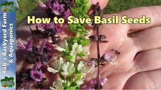 How to Save Basil Seeds [upl. by Stu]