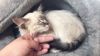 Rescuing An Emaciated Kitten [upl. by Tri]