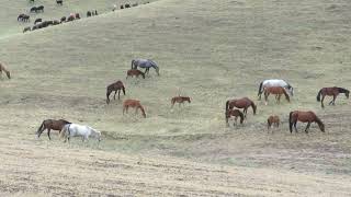 Semental Corindón caballos [upl. by Janey]