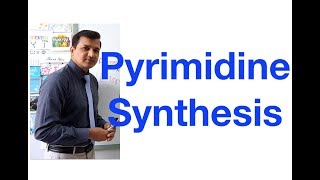 Pyrimidine Synthesis [upl. by Klingel]