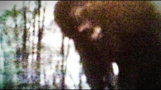 BIGFOOT SHOWS ITSELF ON VIDEO  Brave Kid Films Clear Footage Of Sasquatch On Camera [upl. by Edlyn]