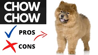 Chow Chow Pros And Cons SHOCKING [upl. by Luapnhoj192]