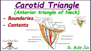 Carotid triangle of neck Anatomy Simplified  Boundaries amp contentsAnterior triangle of neck [upl. by Smoht]