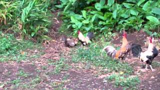 Hen Vs Hen fight Caught on camera [upl. by Laehpar]