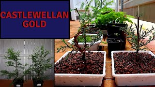 Making Castlewellan Gold Bonsai  Golden Leylandii Bonsai [upl. by Darken613]