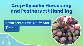 California Table Grapes Harvesting  Part 1 [upl. by Goldman910]