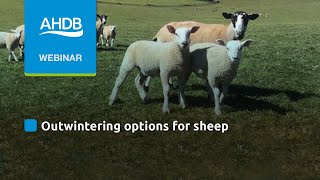 Options for outwintering sheep [upl. by Saxon708]