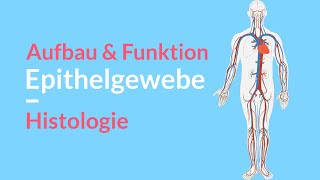 Aufbau amp Funktion des Epithelgewebes 🧪 Unterscheidung des Stratums 🤓 Erklärung der Zellen amp Haut [upl. by Ziegler]