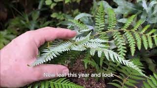 My cyathea Dealbata from seed [upl. by Etireuqram]