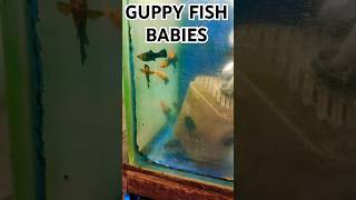 GUPPY FISH BABIESguppiesguppyguppychannelguppyfishguppyfishtankguppyfishcullingguppyfood [upl. by Vaclav176]