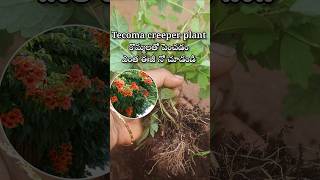 Easy to grow Tecoma creeper plant from cuttings youtubeshorts shortsyoutube tecoma [upl. by Odnavres]