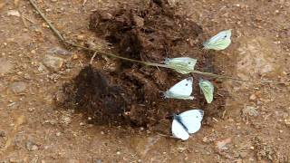 Dungfest Greenveined White butterflies feeding on horse dung Salcey Forest Northants [upl. by Nosiram]