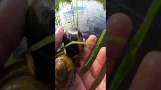 Caught Beautiful Big Apple Snail by hand in the Flood area snail satisfying farmer [upl. by Enyedy]