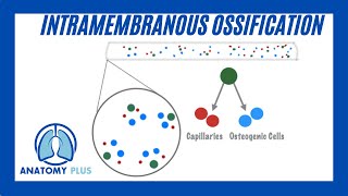 Intramembranous Ossification [upl. by Llertac]