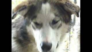 Rescue of Alaskan Malamute Puppies [upl. by Nohsid]