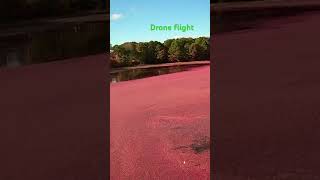 Cape Cod cranberry bog [upl. by Eillime]